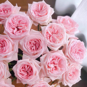 粉荔枝玫瑰粉色奥哈娜切花月季特大花盆栽四季的灌木花卉阳台浓香