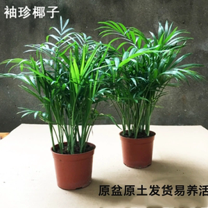 袖珍椰子植物散尾葵夏威夷室内盆栽不落叶花植物观赏凤尾竹绿植盆