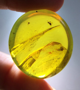 3克纯天然金琥珀虫珀史前昆虫化石随形吊坠或戒面收藏精品wang