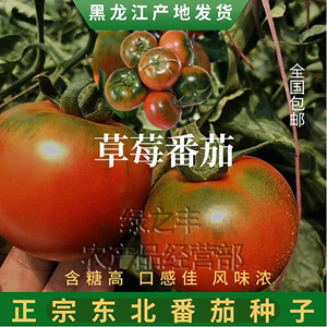 草莓番茄种子西红柿种籽正宗铁皮柿子油柿子绿腚番茄籽蔬菜水果籽
