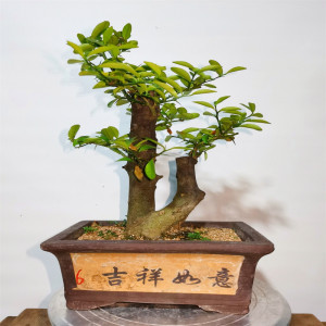 金豆盆景花苗 树桩果树地栽庭院四季观赏盆栽苗 年工装