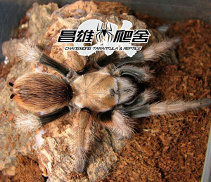 aphonopelma chalcodes墨西哥金背捕鸟蛛宠物蜘蛛非保育