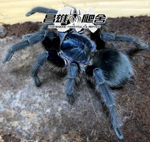 钴蓝海地咖啡食鸟收藏级捕鸟蛛宠物蜘蛛pho属稀有品种