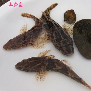 土步鱼呆子呆头鱼虎头鱼土部浙江原生观赏鱼冷水淡水鱼长度约5cm