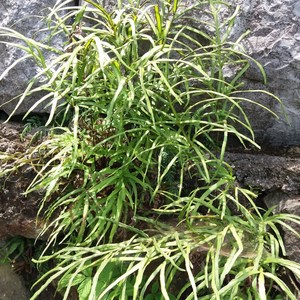 景观绿植浙江新鲜凤尾草鸡爪草金鸡尾井栏草野生中草药包邮