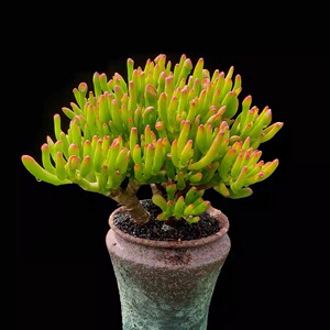 【吸财树】招财进宝群生老桩多头大颗多肉植物盆景大型肉肉盆栽