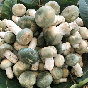 青头菌云南新鲜野生500克食用蘑菇精品绿豆菌不开伞骨朵 非鸡枞菌