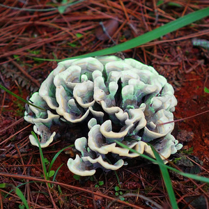 新鲜干巴菌云南省楚雄野生马牙菌绣球菌500g包邮现货滇中小哥精品