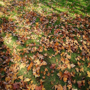 天然落叶真树叶梧桐叶自然干花道具橱窗造景婚礼摆设枫叶标本秋天
