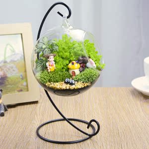 创意盆栽苔藓微景观绿植迷你盆栽摆件植物办公桌diy生日礼物盆景