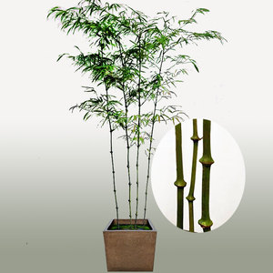 筇竹四方竹盆栽室内外绿化罗汉竹阳台庭院盆景花卉观赏矮化竹子苗