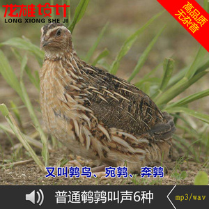 普通鹌鹑叫声大全鹑鸟宛鹑奔鹑鸟叫的声音春秋公母高清无杂音