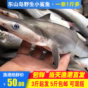海鲜活小白鲨生鲜鲨肉侏儒鲨食用狗鲨鱼尖头斜齿鲨水产