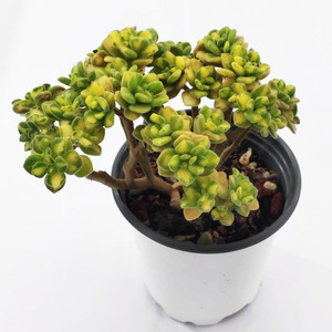 仙童唱锦多肉植物小老桩窗阳台办公室桌面美观趣味小盆栽绿植花卉