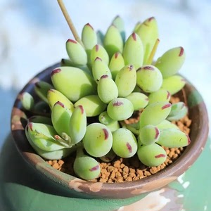 精灵豆达摩福娘多肉植物群生多头好看带香味的品种花卉绿植小盆栽