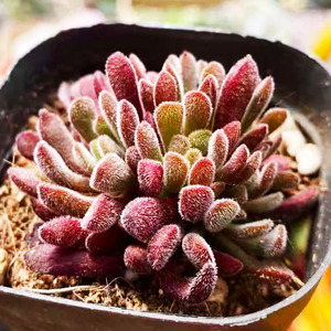 60tb192818_90淘宝群生多头梦椿多肉植物盆栽梦春肉肉花卉办公室内