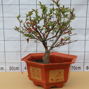 十二一重海棠花苗盆栽带花苞长寿冠日本海棠花卉植物盆景庭院阳台