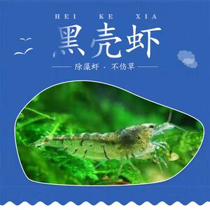 90727人付款淘宝黑壳虾鱼缸水族箱水草清洁除藻工具淡