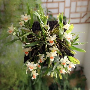 翅萼石斛黑毛石斛洋兰石斛兰石斛盆栽石斛兰假山树桩造景石斛包邮