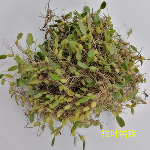 温州雁荡山特产新鲜独叶岩珠单叶岩珠石橄榄石仙桃种植250g