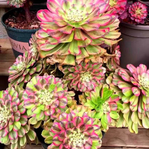 多肉法师绿植粉黛萤火花脸手捧绣球