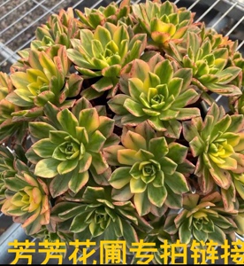 多肉植物高端法师锦绿茶锦甜茶
