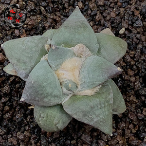 植物公馆4@实生大疣青磁牡丹多肉仙人球拍卖包邮