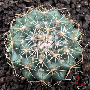 植物公馆77a实生狮子奋迅多肉仙人球拍卖包邮