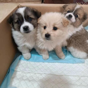 幼犬串串狗土狗幼犬小型犬混血狗柯基比熊中华田园犬宠物狗中型犬