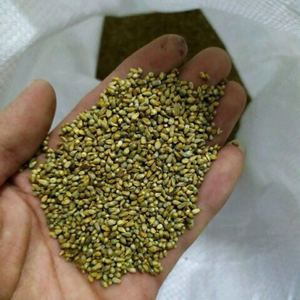 新型皇竹草种子多年生牧草进口草籽高产牧草种子猪牛羊鸡鸭鹅鱼虾