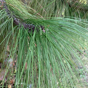 新鲜松针马尾松针叶蒸包子蒸笼垫