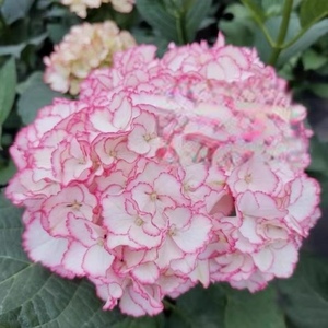 90芳菲_花园淘宝进口绣球花苗新品 弗朗明戈  弗拉明戈2人付款9.