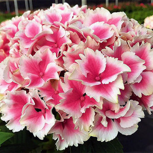 进口重瓣绣球花苗魔幻小丑阳台庭院花园植物盆栽花卉