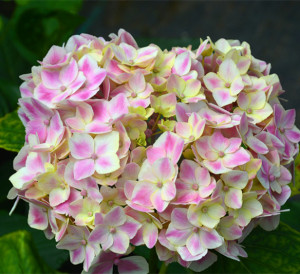 进口日本绣球花苗旋律 包对版阳台盆栽庭院花卉绿植 新店开业特价