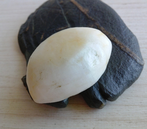 蛋白玉地表原石