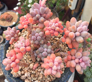 清晰园艺丨韩国进口 多肉植物 婴儿手指 单头小群生满包邮