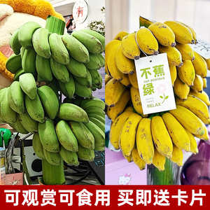 禁止蕉绿小米蕉办公室桌面摆件拒绝不焦虑可食用水培香蕉新鲜芭蕉