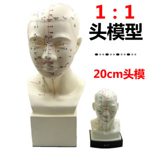 头部穴位模型人体经络图教学1:1头穴头针灸腧穴模具假头脑袋摆件