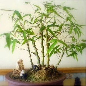 佛肚竹米竹苗竹子室内盆栽凤尾竹盆景罗汉竹苗佛肚竹苗盆栽植物