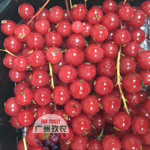 速冻新鲜有枝红加仑250克盒装正品 冷冻有茎有蔓烘培