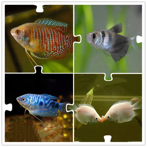 泡科鱼蓝曼龙鱼蓝星黄星黄曼龙龙珍珠马甲接吻鱼黑裙鱼蝴蝶草缸鱼