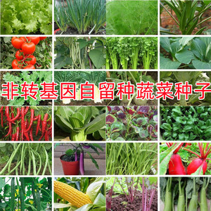 非转基因可留种胡萝卜种子阳台庭院盆栽蔬菜种子有机蔬果春秋播