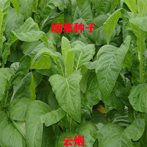 旱烟烟种关东烟种子亚布力旱烟种子东北庭院叶菜园饶河农作物种籽