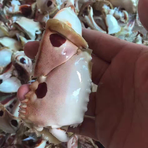 螃蟹脚蟹钳 野生元宝蟹脚面包蟹脚面包蟹钳活掰蟹脚酒店专用蟹脚