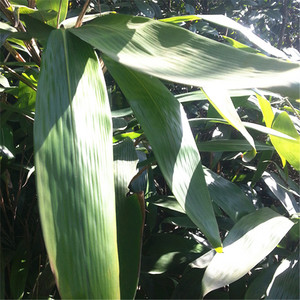 粽叶苗 野生包粽子叶树苗粽叶种子四季常青箬叶苗种盆栽竹树