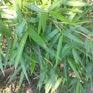 竹叶养生茶 天然新鲜竹叶子 苦竹叶可带枝条现摘500克