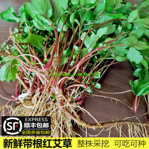 全国顺丰包邮 新鲜带根红艾草3斤整棵老艾根食用珍珠菜可种植艾叶