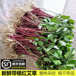 全国顺丰包邮 带根红艾草新鲜3斤连根现挖珍珠菜甜菜鸭脚艾红根草