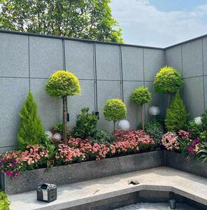 小叶女贞球庭院别墅绿化球形植物亮晶女贞树苗四季常青棒棒糖造型