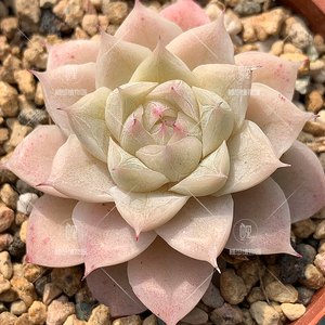 【暗纹白女王】杂女王玫瑰 白体暗纹果冻 冰边多肉植物/一物一怕